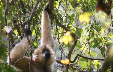迎COP15看普洱精彩第35期 | 景东：守护长臂猿的“美食天堂”