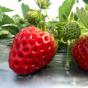 草莓熟啦，一起共享“莓”好时光吧！